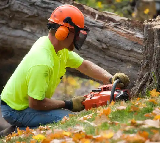 tree services Bingham Farms